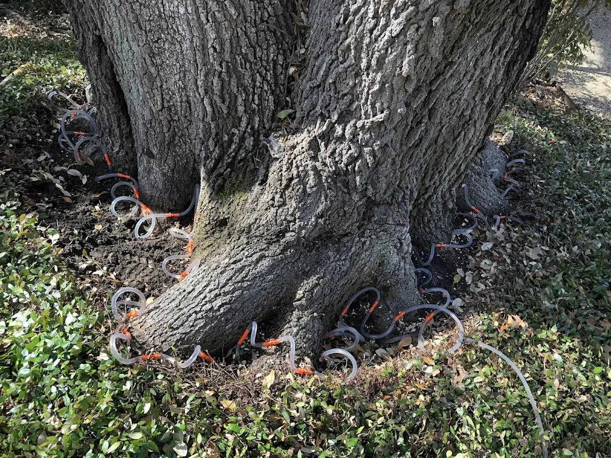 Detailed Shrub and Hedge Trimming job site in Blum