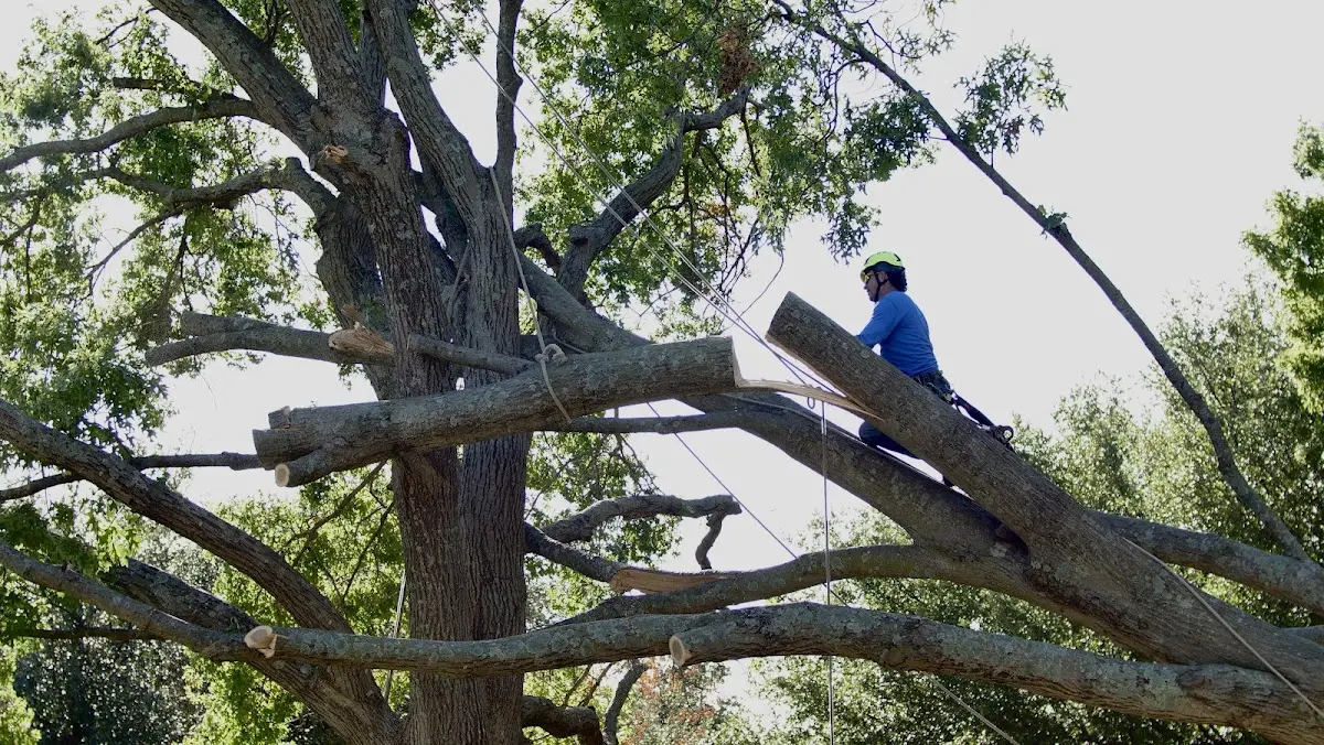 Professional Crown Thinning performed by certified arborists in Blum