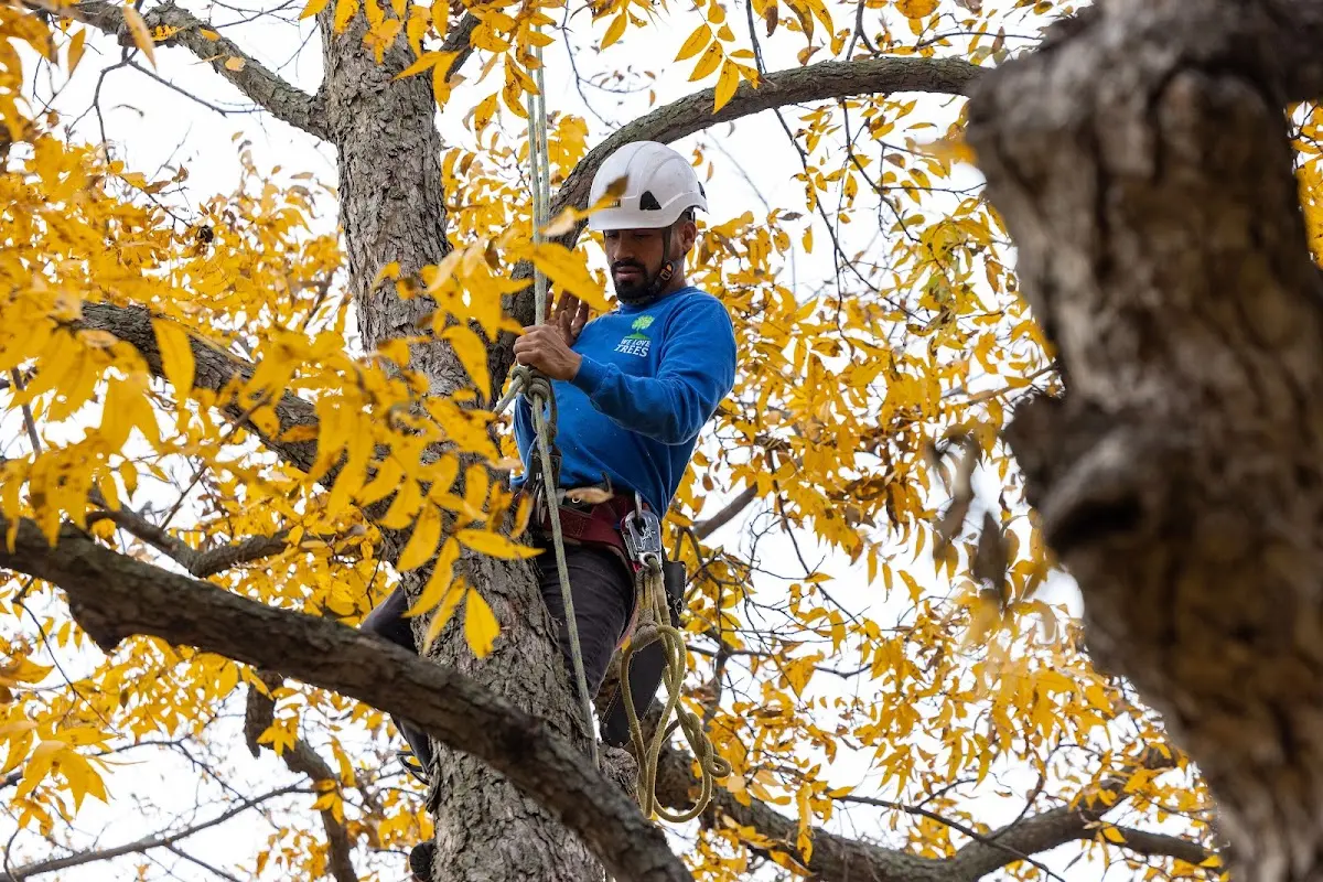 Skilled Dead Tree Removal crew working in Blum